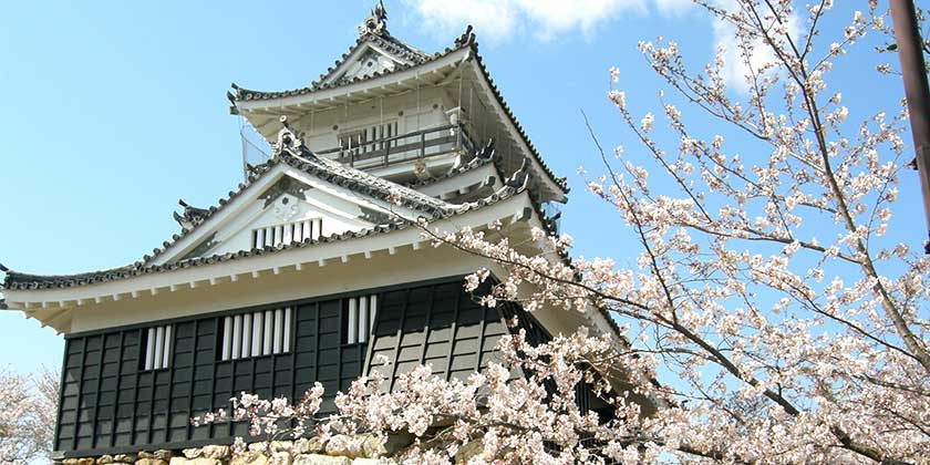 浜松城と桜